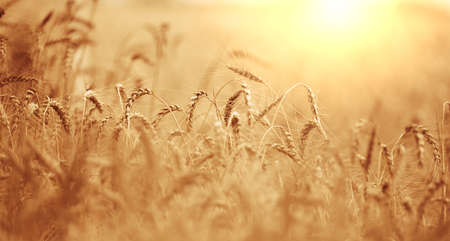 field with growing yellow ripe wheat on a summer day. Bright rays of the sun