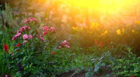 branch with blooming pink rose buds and green leaves, the lights of a sunの写真素材