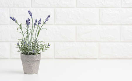 growing lavender in a gray ceramic pot on a white table. White brick wall background, copy spaceの写真素材
