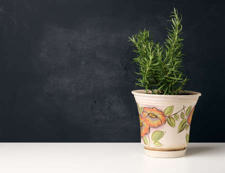 growing rosemary bush in ceramic pot, spice on white table, copy space