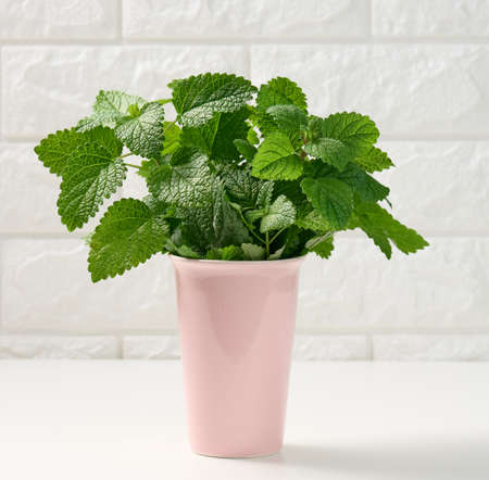 fresh fragrant mint in ceramic pink vase on white table, white brick wall backgroundの写真素材