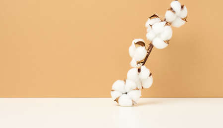 Cotton flower on pastel beige paper background, overhead. Minimalism, background to showcase any product, copy spaceの写真素材
