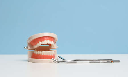 plastic model of human jaw with white even teeth and a medical examination mirror on a white table,...