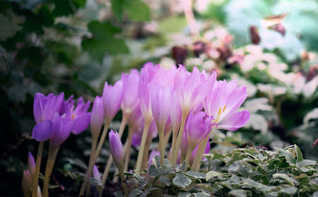 growing blooming crocuses in the garden on a summer dayの写真素材