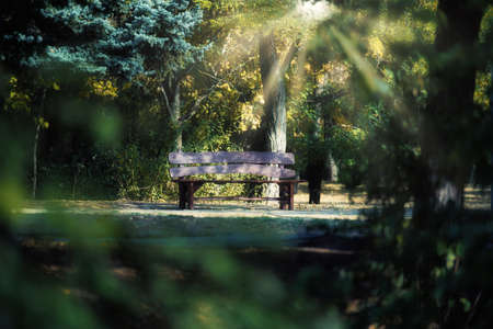 empty wooden bench in the autumn park, the sun's rays make their way through the crowns of trees....