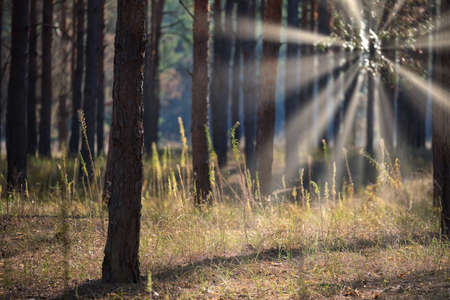 green coniferous forest on a sunny autumn day, Ukraine, bright rays of the sun shine through the crowns of treesの写真素材