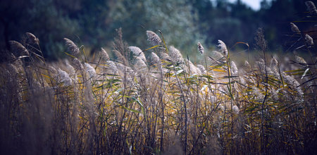 dry stalks of reeds at the pond sway in the wind on an autumn day, Ukraineの写真素材