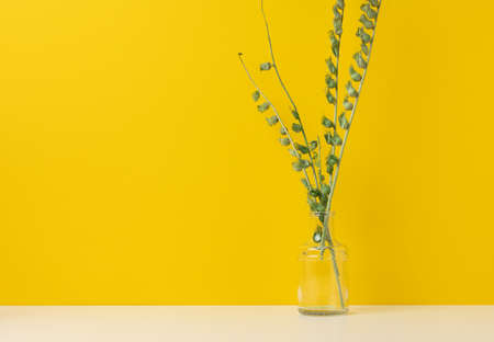 green plant branches in a glass transparent vaseの写真素材