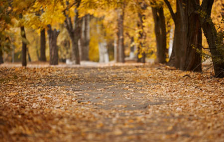 autumn park with trees and bushes, yellow leaves on the ground. The path leads into the distance, selective focusの写真素材
