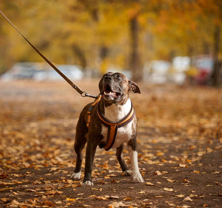 American Pit Bull Terrier dog on a leash stands in the autumn park and looks ahead. The mouth is...