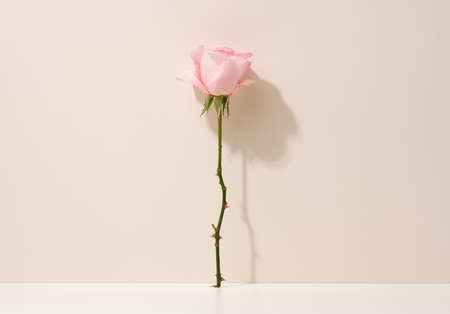 pink blooming rose on a white table. Beige backgroundの写真素材