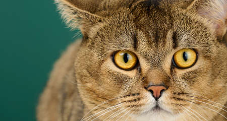 portrait of an adult straight-eared Scottish gray cat, animal looks at the camera