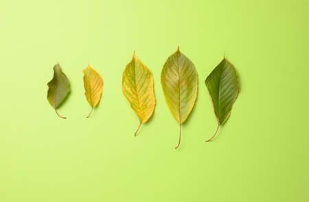green and yellow cherry leaves on a green background, top view