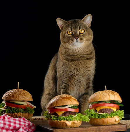 an adult gray Scottish straight cat sits near cheeseburgers on the tableの写真素材