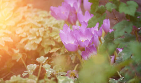 growing blooming crocuses in the garden on a summer day