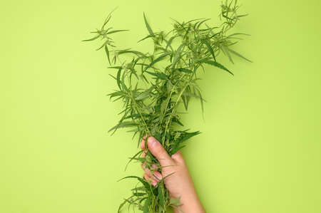 female hands are holding a hemp bush. Concept of searching for alternative treatments, medical cannabis treatmentの写真素材