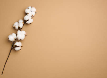 Cotton flower on pastel brown paper background, overhead. Minimalism flat lay composition, copy spaceの写真素材