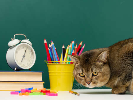 adult straight Scottish gray cat sits on the background of a school green chalkboard. Back to school