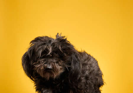 small black furry dog sits on a yellow background and looks aheadの写真素材