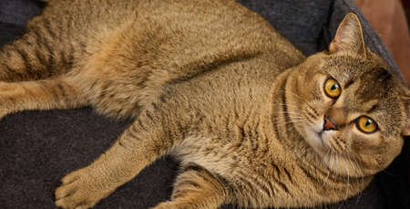 an adult cat lies in a gray felt bed on a yellow background. The animal is resting and lookingの写真素材