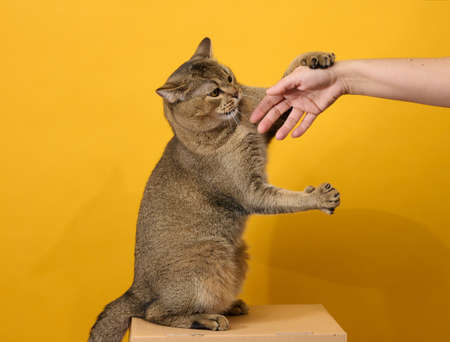 adult gray cat, short-haired Scottish straight-eared, sits on a yellow background. Woman's hand trying to pet an animalの写真素材