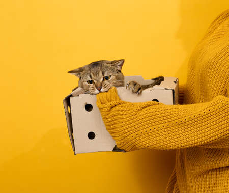 woman in an orange sweater holds an adult Scottish Straight cat in a paper box on a yellow background.の写真素材
