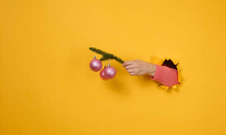 female hand holds a round green branch of pine needles with Christmas shiny pink balls. A part of the body is sticking out of a torn hole in a yellow paper background. Christmas and new yearの写真素材