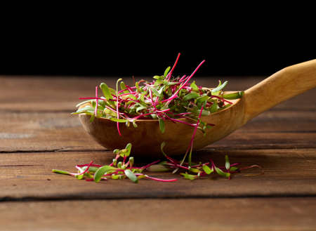 fresh beet sprouts in a wooden spoon on the table. Microgreen for salad, detoxの写真素材