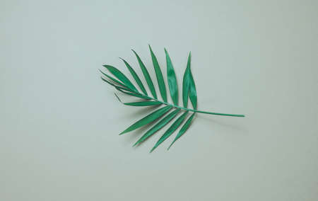 green leaf of palm tree on a gray background. View from above, copy spaceの写真素材
