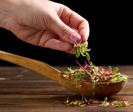 fresh beet sprouts in a wooden spoon on the table and a female hand. Microgreen for salad, detoxの写真素材