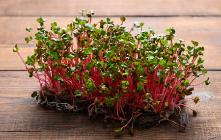 fresh radish sprouts, healthy microgreen for salad and drinks.の写真素材
