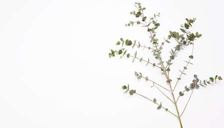 fresh eucalyptus branch with green leaves on a white background. View from aboveの写真素材