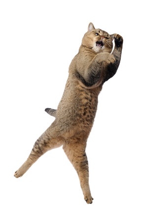 adult gray cat Scottish Straight plays on a white background, the animal jumps upの写真素材