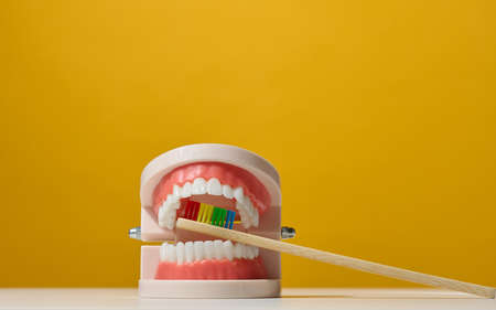 plastic model of a human jaw with white teeth and wooden toothbrush on a yellow background, oral hygieneの写真素材