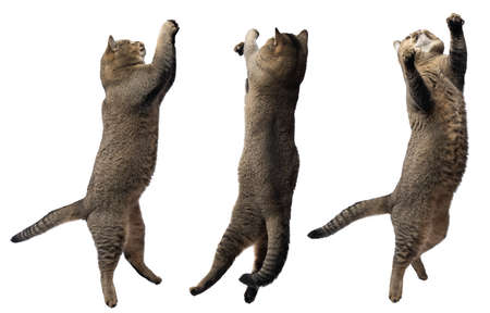Adult gray cat Scottish Straight plays on a white background, animal jumps. setの写真素材