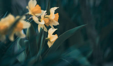 Narcissus bush with green leaves and yellow flower in the garden