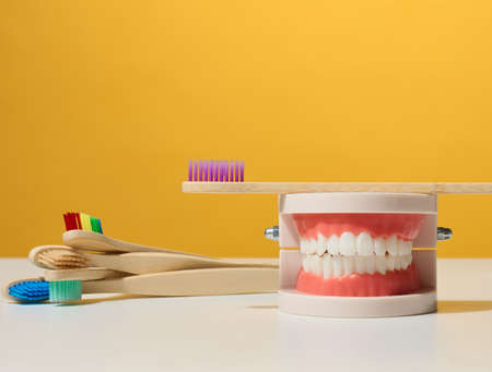 plastic model of a human jaw with white teeth and wooden toothbrush on a yellow background, oral...