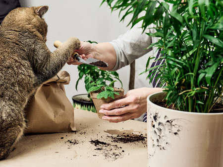 A woman is planting plants in a paper cup at home, an adult gray cat is sitting next to her. Growing vegetables at homeの写真素材