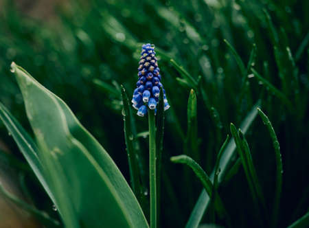 blue flower muscari flower or a mouse hyacinth, close up