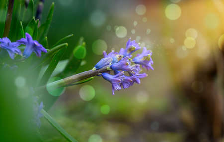 Blooming blue hyacinth in the garden on a summer sunny afternoon, selective focus