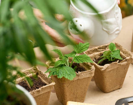 A woman at home is watering plants in paper cups. Growing plants and vegetables at home