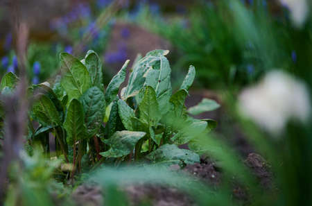 Green leaves of sorrel in the garden on a spring day