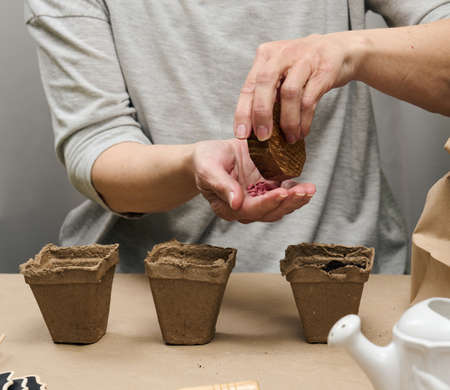 Cucumber seeds in a female palm. Planting seeds in paper cardboard cup at home, hobby