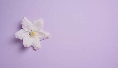white clematis flower on purple paper background, top view. copy spaceの写真素材