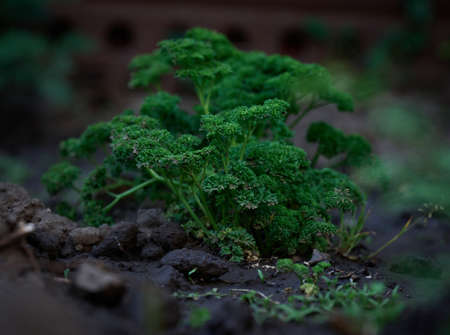 Green growing curly parsley on a garden, close upの写真素材