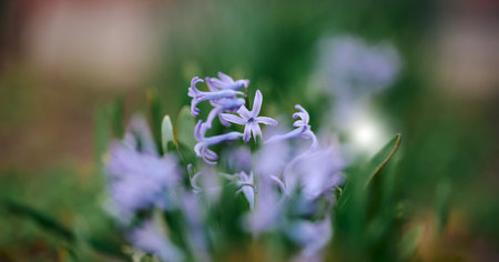 Blooming blue hyacinth in the garden, selective focusの写真素材