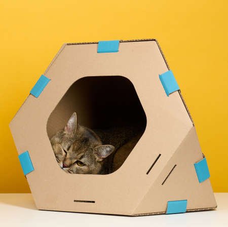 An adult straight-eared Scottish cat sits in a brown cardboard house for games and recreation on a yellow backgroundの写真素材