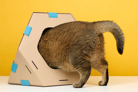 An adult straight-eared Scottish cat sits in a brown cardboard house for games and recreation on a yellow backgroundの写真素材