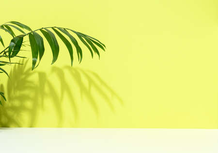 Green palm leaves with shadow on a green background. Empty stage for demonstration and advertising...