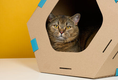 An adult straight-eared Scottish cat sits in a brown cardboard house for games and recreation on a yellow backgroundの写真素材